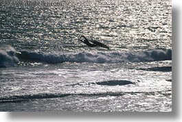 images/California/CoastalViews/KiteSurfing/kite-surfing-01.jpg