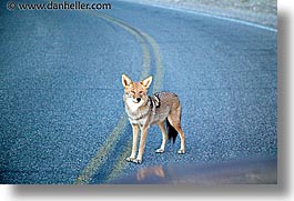 images/California/DeathValley/Misc/coyote.jpg