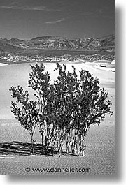 images/California/DeathValley/Misc/dv-trees-bw.jpg