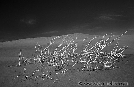 dv-weeds-bw.jpg