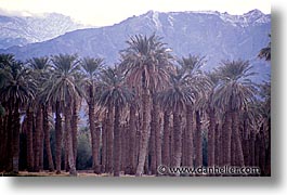 images/California/DeathValley/Misc/palms.jpg