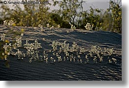 images/California/DeathValley/Misc/sand-n-weeds-2.jpg