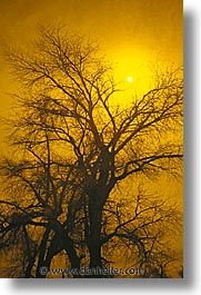 images/California/DeathValley/Misc/sunset-tree.jpg