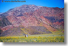 images/California/DeathValley/Wildflowers/People/dv-wildflowers-ppl-10.jpg