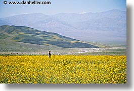images/California/DeathValley/Wildflowers/People/dv-wildflowers-ppl-5.jpg