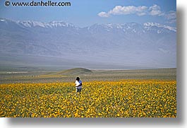 images/California/DeathValley/Wildflowers/People/dv-wildflowers-ppl-6a.jpg