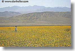 images/California/DeathValley/Wildflowers/People/dv-wildflowers-ppl-6c.jpg