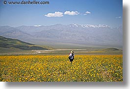 images/California/DeathValley/Wildflowers/People/jnj-wildflowers-8.jpg