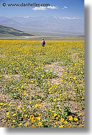 images/California/DeathValley/Wildflowers/People/jnj-wildflowers-9.jpg