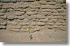 images/California/DeathValley/Wildflowers/brick-n-flower.jpg