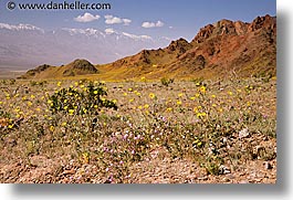 images/California/DeathValley/Wildflowers/dv-wildflowers-01.jpg