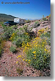 images/California/DeathValley/Wildflowers/dv-wildflowers-03.jpg