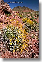 images/California/DeathValley/Wildflowers/dv-wildflowers-05.jpg