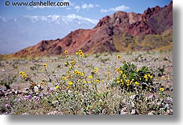 images/California/DeathValley/Wildflowers/dv-wildflowers-08.jpg