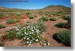 images/California/DeathValley/Wildflowers/dv-wildflowers-09.jpg
