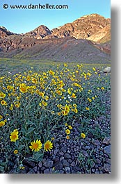 images/California/DeathValley/Wildflowers/dv-wildflowers-10.jpg