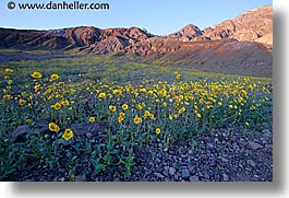 images/California/DeathValley/Wildflowers/dv-wildflowers-11.jpg