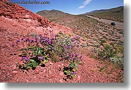 images/California/DeathValley/Wildflowers/dv-wildflowers-6d.jpg