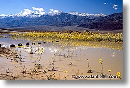 images/California/DeathValley/Wildflowers/landscape3.jpg