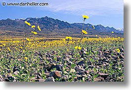 images/California/DeathValley/Wildflowers/landscape4.jpg