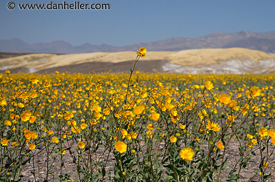 lone-wildflower.jpg