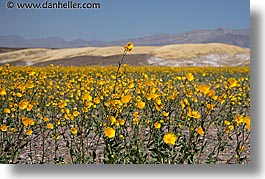 images/California/DeathValley/Wildflowers/lone-wildflower.jpg