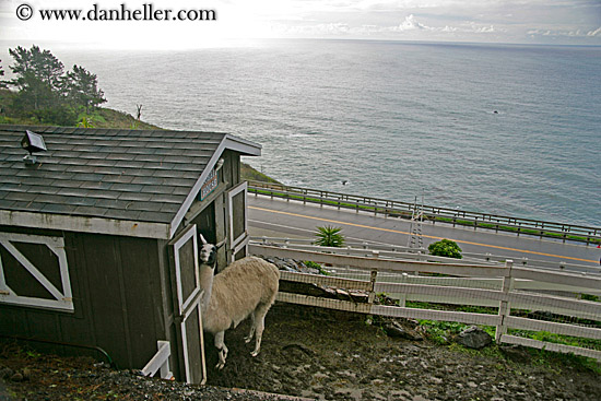 llama-n-white-fence-01.jpg