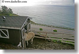 images/California/Gorda/llama-n-white-fence-01.jpg
