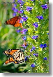 images/California/Gorda/monarch-butterflies-on-flower-01.jpg