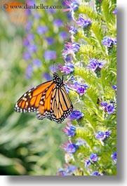 images/California/Gorda/monarch-butterflies-on-flower-02.jpg