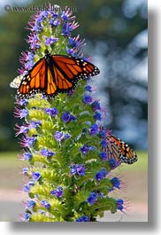 images/California/Gorda/monarch-butterflies-on-flower-03.jpg