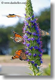 images/California/Gorda/monarch-butterflies-on-flower-04.jpg