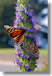 images/California/Gorda/monarch-butterflies-on-flower-05.jpg