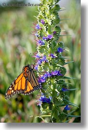images/California/Gorda/monarch-butterflies-on-flower-06.jpg