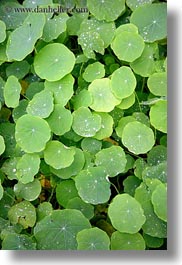 images/California/Gorda/water-droplets-on-leaves-01.jpg