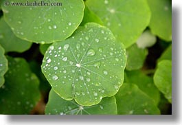images/California/Gorda/water-droplets-on-leaves-03.jpg