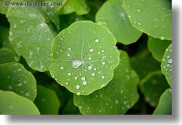 images/California/Gorda/water-droplets-on-leaves-04.jpg