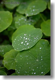 images/California/Gorda/water-droplets-on-leaves-05.jpg