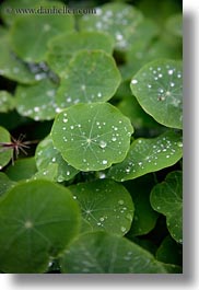 images/California/Gorda/water-droplets-on-leaves-06.jpg