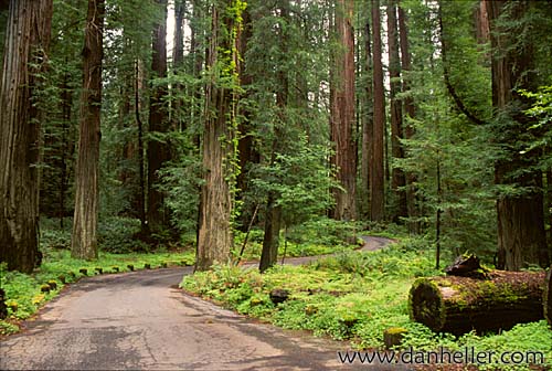 redwoods-03.jpg