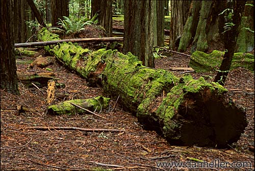 redwoods-05.jpg