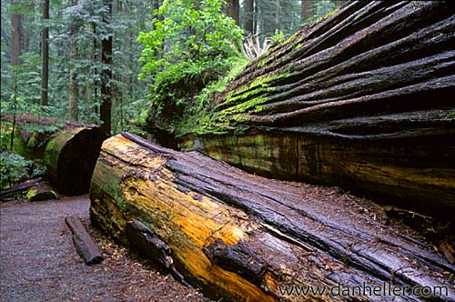 redwoods-07.jpg