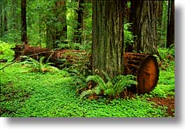 images/California/Humboldt/Redwoods/redwoods-11.jpg