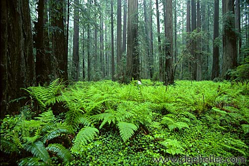 redwoods-13.jpg