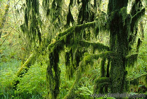 redwoods-16.jpg