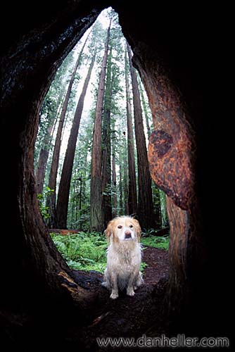 redwoods-18.jpg