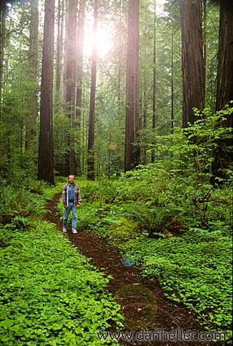 redwoods-19.jpg