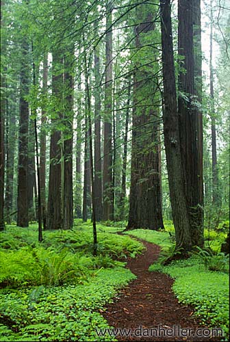 redwoods-20.jpg