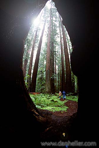 redwoods-21.jpg