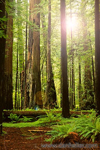 redwoods-23.jpg